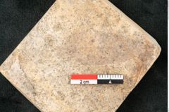 Foto (Detailansicht) von Quercus palaeoilex Ettingshausen (NHMW-GEO-2024-0188-8104)